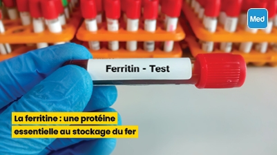 La ferritine : une protéine essentielle au stockage du fer